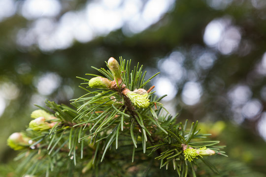 Young shoots of pine tree macro