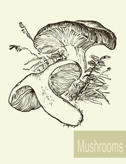 Set of linear drawing mushrooms, vintage vector illustration. Spongy mushrooms