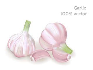 Obraz na płótnie Canvas Fresh garlic isolated on white background. Vector illustration.