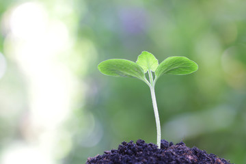 Growing pumpkin plant 
