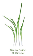 Realistic image of a green onion on a white background.