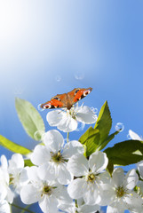 Butterfly on white flowers.Spring nature background