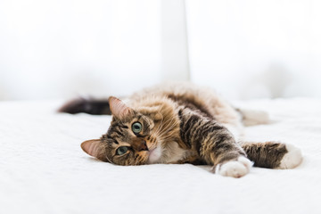 Grey cat lying on bed