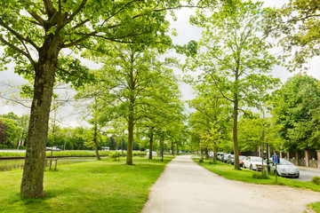 Summer in the park trees alley