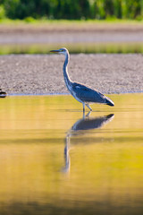 beautiful Grey Heron on the lake