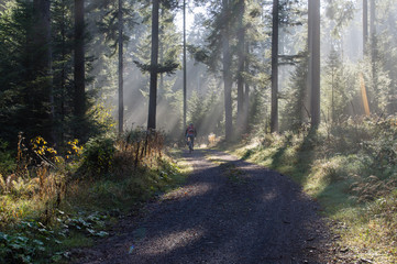 Radfahrer im Wald bei tiefstehender Sonne 