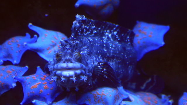 Close up of venomous rock stonefish