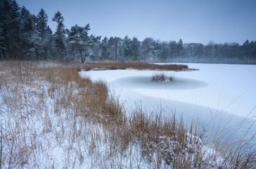 frozen forest lake in winter