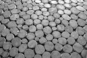 Wood texture with sawn logs
