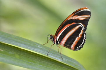 Fototapeta na wymiar Macro of Milkweed Butterfly (Lycorea cleobaea) on leaf and view of profile