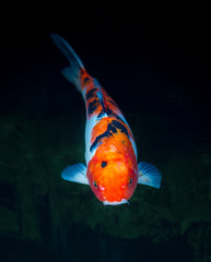 Koi Fish in the pond