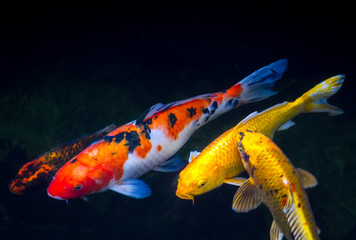 Koi Fish in the pond