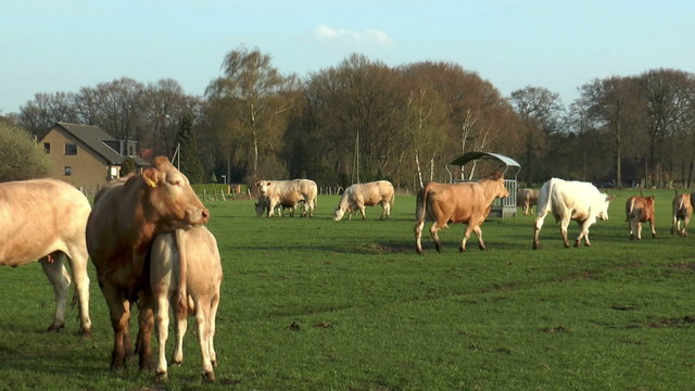 Beef cattle blonde d&acute;aquitaine. Young calf is sucking milk at her mother
