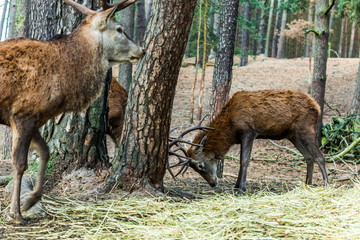 Hirsch
