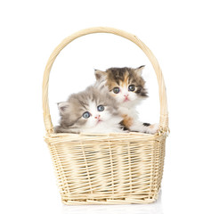 Fototapeta na wymiar two little scottish kittens sitting in basket. isolated on white