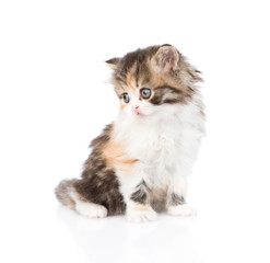 Cute Scottish kitten looking away. isolated on white background