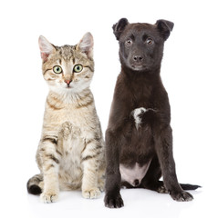 cat and dog sitting in front. isolated on white background