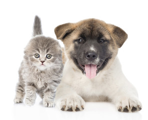 Japanese Akita inu puppy dog lying with small scottish cat. isol