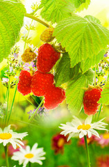 Garden raspberries.Beautiful nature background