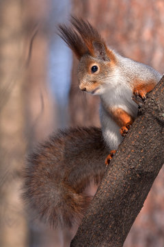 Eurasian red squirrel sitting on the tree (Sciurus vulgaris) © avs_lt