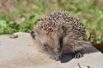 Hedgehog mammal