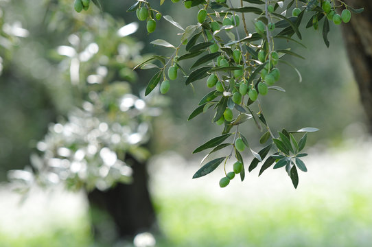 champ d'olivier et fleurs blanche
