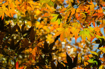 The leaves begin to turn red