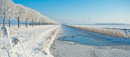 Swans swimming in a frozen canal in winter