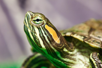 Head of small red-ear turtle in terrarium