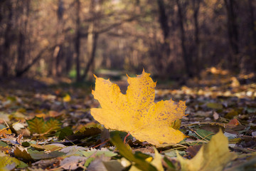 Yellowed Maple Leaf