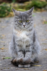 Street cat sullenly looks into the camera.