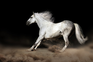 White horse in desert dust