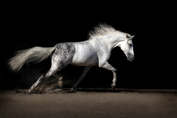 Cheval blanc avec une longue crinière dans la poussière du désert au trot