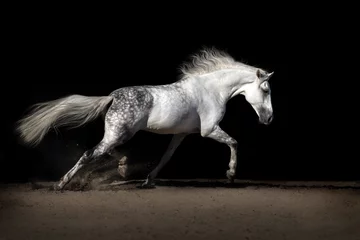 Foto op Plexiglas Wit paard met lange manen in draven in woestijnstof © callipso88