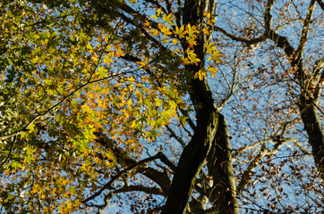 The leaves begin to turn red