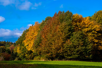 Naklejka premium Laubbäume im Herbst