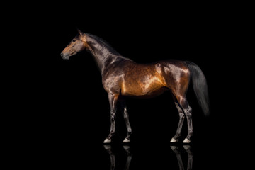 Fototapeta na wymiar Exterior beautiful bay horse isolated on black background