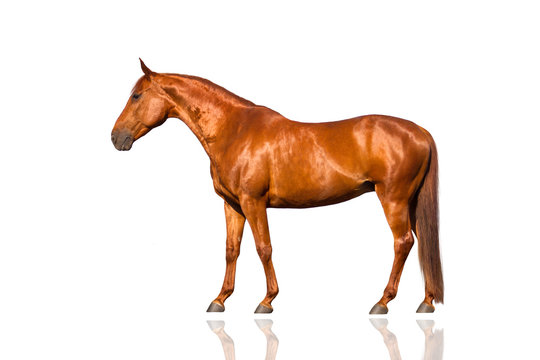 Horse Isolated Front View Images – Browse 1,949 Stock Photos