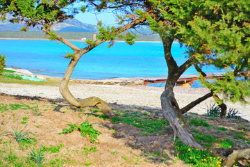 pine trees in Stintino shoreline