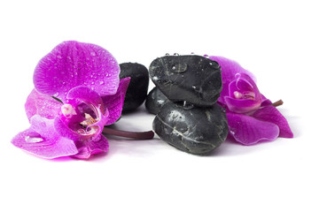 Spa concept of violet orchid on stones with drops