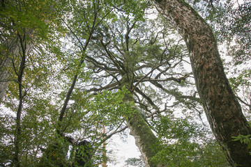 Fototapeta premium Yakushima forest