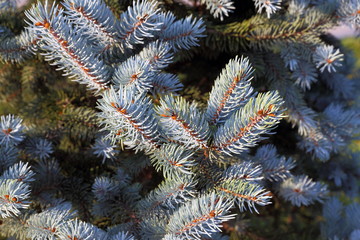 Needles of a blue spruce