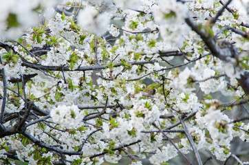 FLOR DEL CEREZO HUERTA