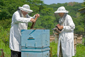 Beekeepers at hive 10