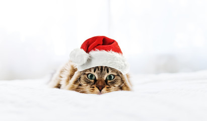 Fototapeta na wymiar christmas cat in red Santa Claus hat