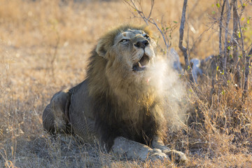 Fototapeta premium Large male lion roar in the early morning with steam on his mout