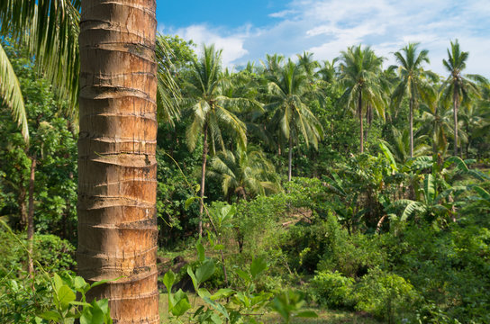 Fototapeta tropical forest