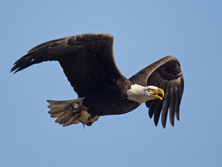 Bald Eagle In Flight with Fish