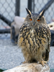 Eurasian Eagle-owl