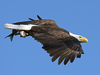 Bald Eagle In Flight with Fish